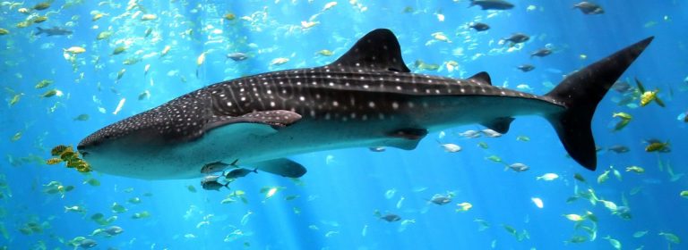 Выяснилось, что самая большая в мире акула питается водорослями