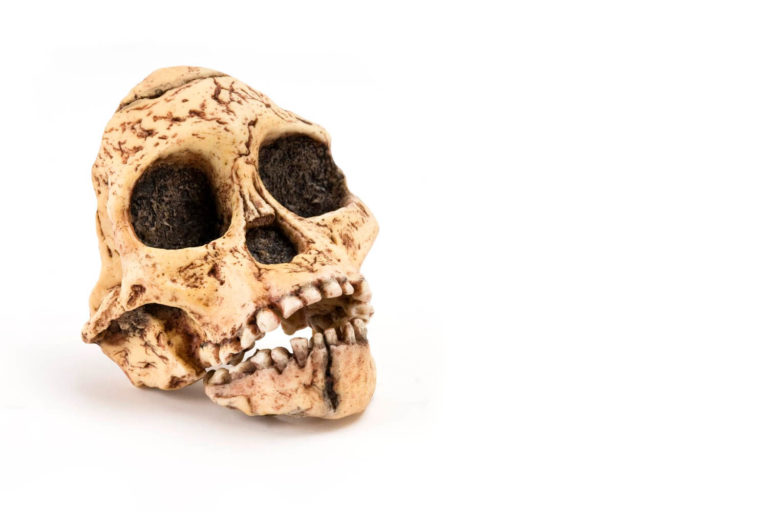 В Африке по зубам отличили самых древних австралопитеков от Homo