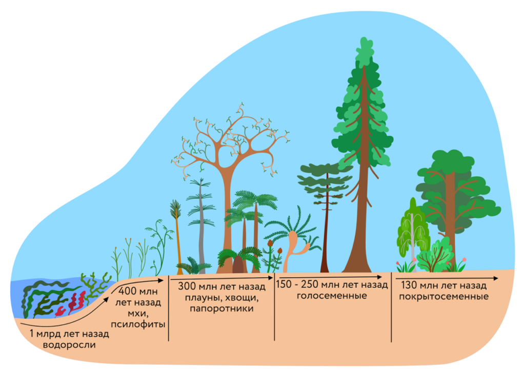 Схема эволюции растений 7 класс. Эволюция. Растения. Этапы эволюции растений. Установите последовательность появления растений в процессе эволюции