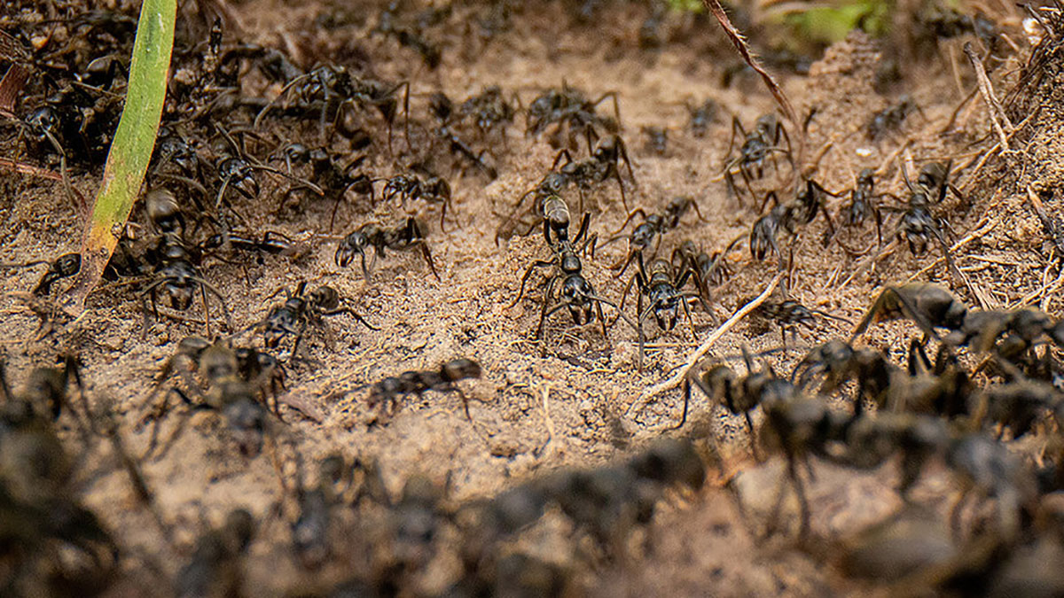 Муравей нашел зерно оно было тяжелое. Муравей нашел зерно. Муравей ученый. Сколько муравьев на земле. Муравьи обитают в земле или на земле.