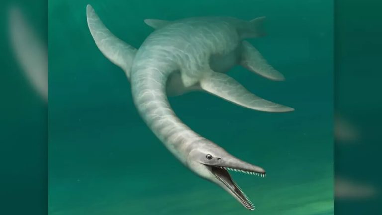 Морское «чудовище» с мордой крокодила и змеи нашли в США. Об останках забыли на 27 лет