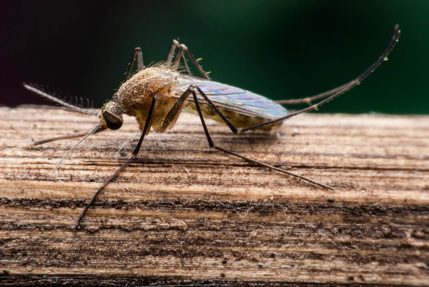 Потому и не кусают: как биотехнологии расправятся с комарами 