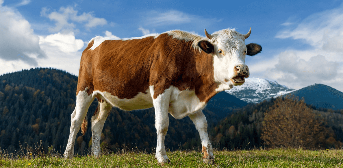 Корову накормить коноплей конопля александров
