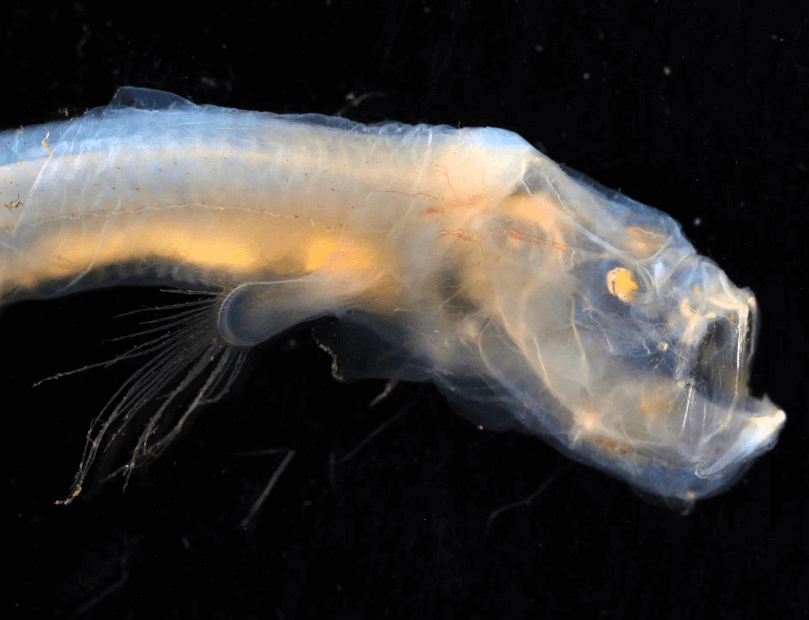 На дне океана нашли страшную рыбу со светящимися глазами, угря-пеликана и  рыбу-паука