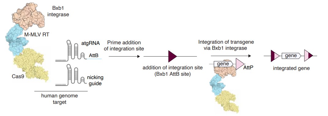 Днк 26. CRISPR cas9 принцип работы. ДНК геном. Изменение генома нанотехнологиями.