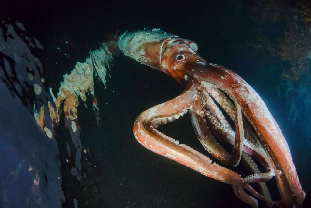 Посмотрите на редкого 2,5-метрового кальмара. Его почти невозможно увидеть  вживую