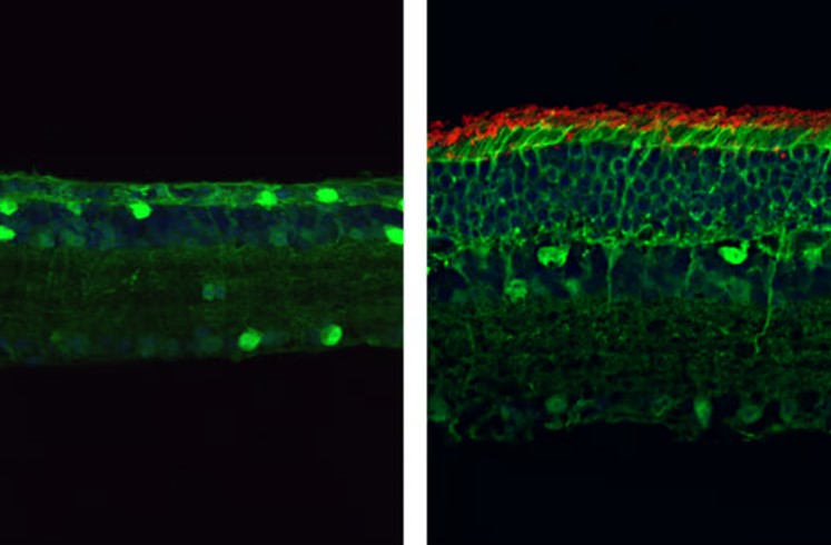Зрение у мышей восстановили благодаря усовершенствованной системе CRISPR