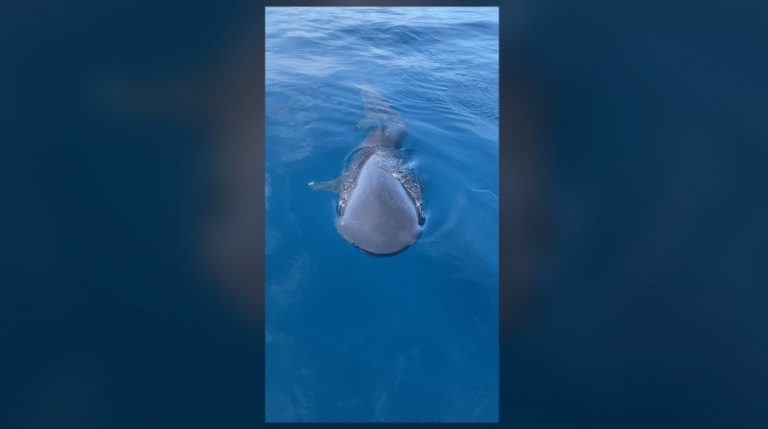Невероятно редкие акулы впервые попали на видео вдвоем