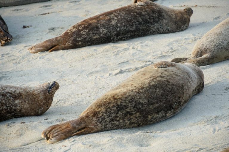Тюлени в море спят не более двух часов в день и только на большой глубине