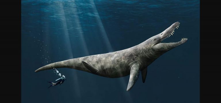 Окаменелости гигантского морского хищника случайно нашли в музее