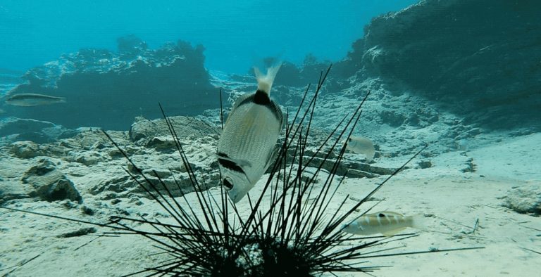 Таинственный патоген в водах Турции снимает плоть с морских ежей и быстро распространяется