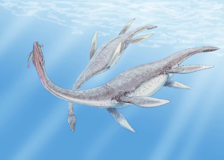 Палеонтологи нашли самый старый желудочный камень: ему 150 000 000 лет