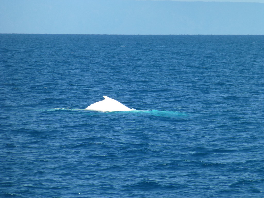 Маленького и редкого белого кита засняли у берегов Австралии