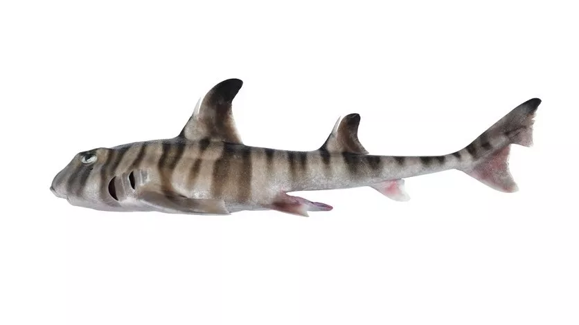 Найден новый вид акул с рогами над глазами и зубами, как у людей