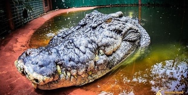 Самый большой крокодил в мире может оказаться еще длиннее