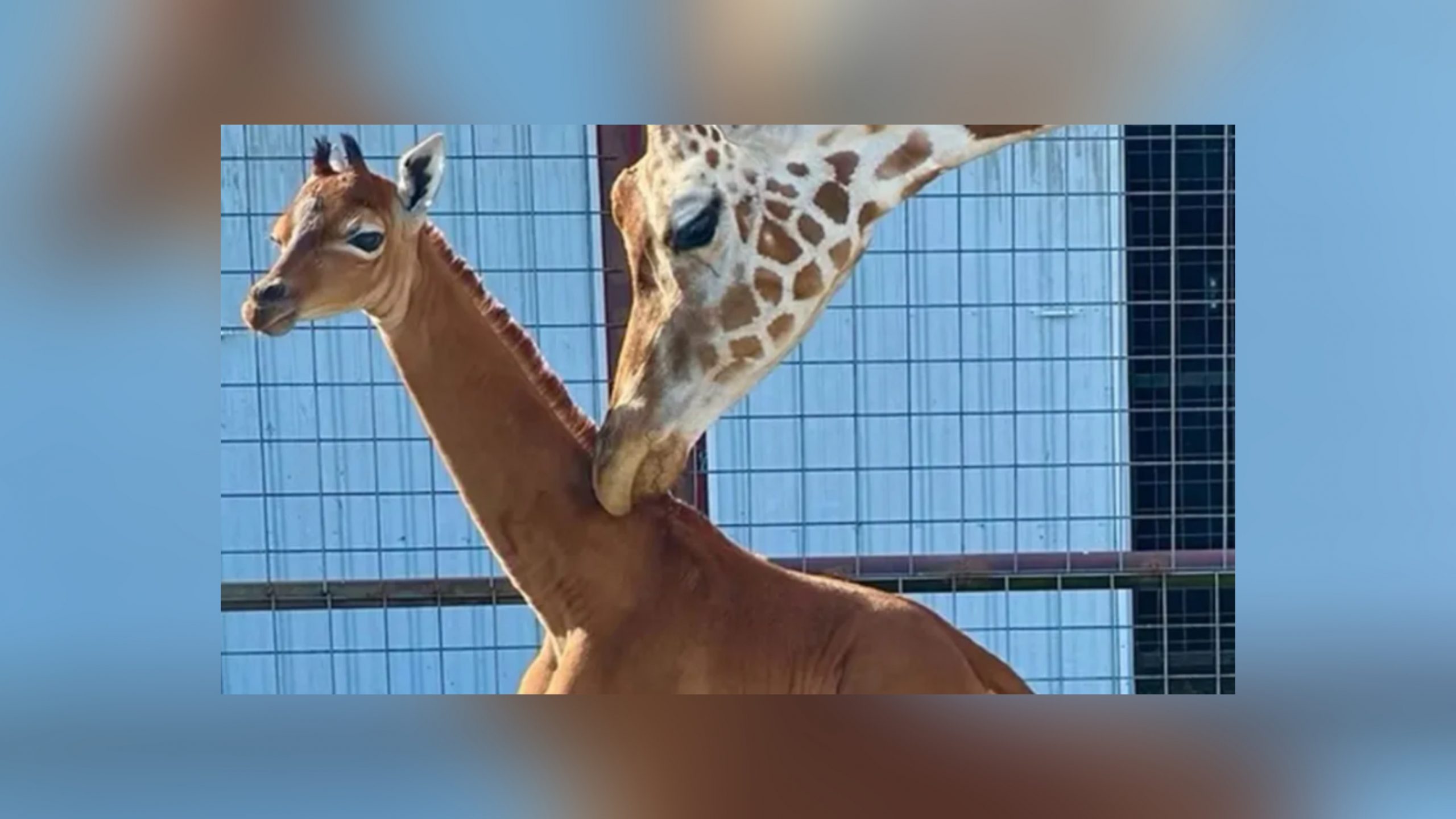 Самый редкий на планете жираф родился в США. Он уникален, но может скоро погибнуть