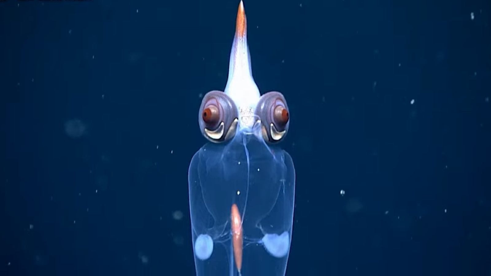 Посмотрите на прозрачного кальмара с «демоническими» глазами