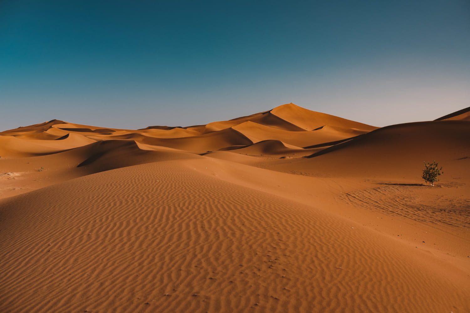 Климатологи рассказали, когда в Сахаре было влажно и жили бегемоты