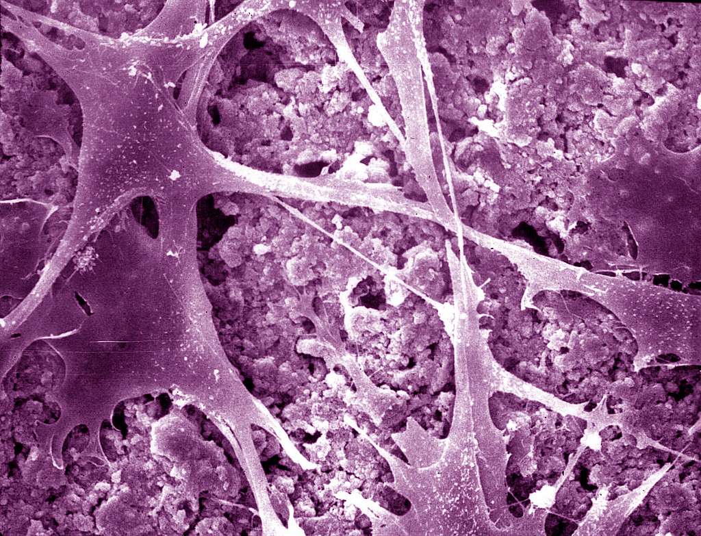 Сколько клеток в теле человека: новое исследование дало ответ