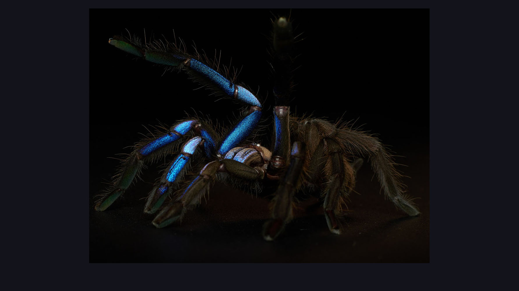 В лесах Тайланда нашли тарантула редкого цвета электрик