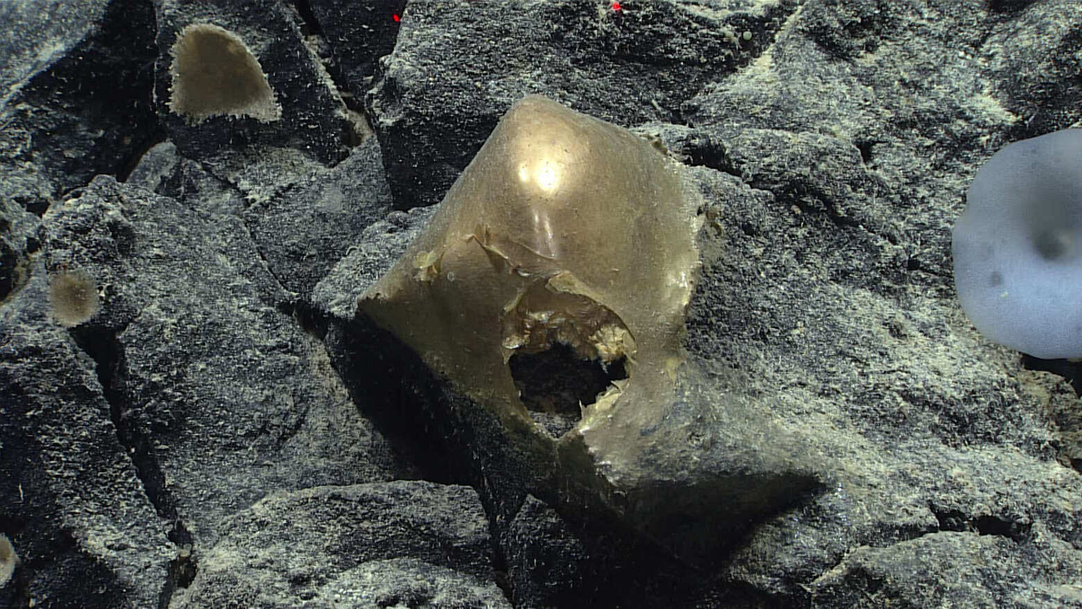 На дне моря нашли «золотое яйцо». Исследователи не знают, кому оно принадлежало