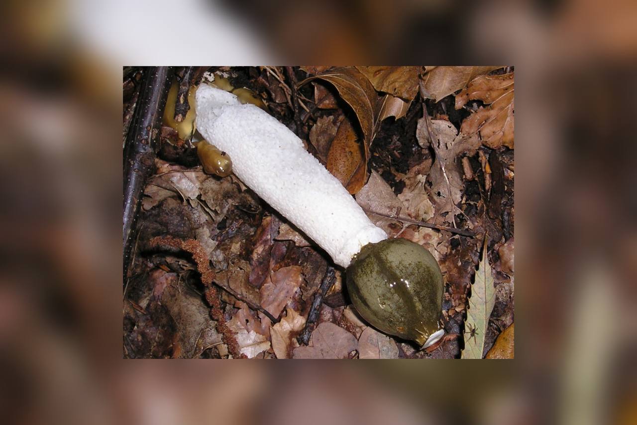 Посмотрите, как гриб-вонючка в форме пениса растет и умирает за три дня