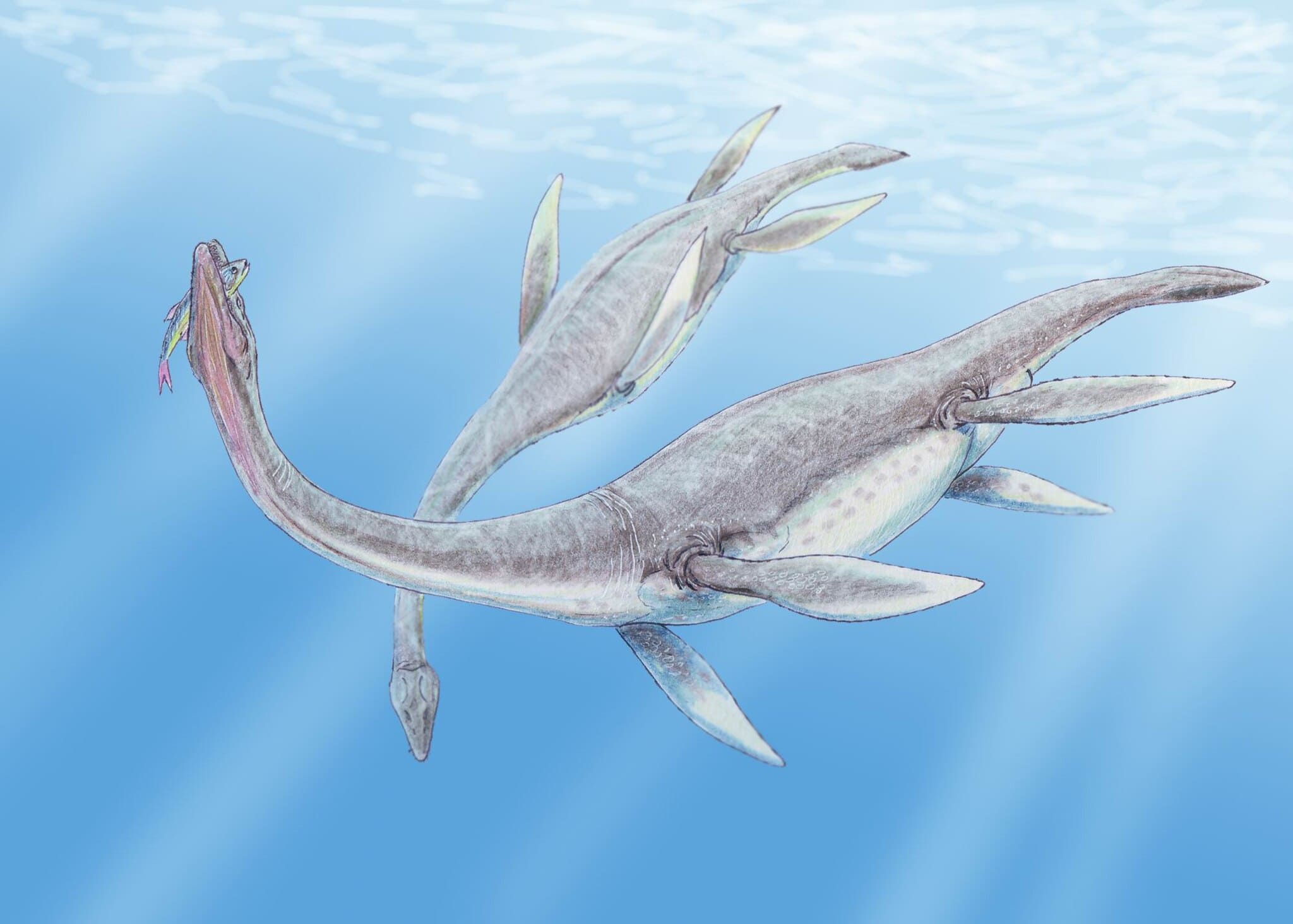 Исследователи объяснили формирование длинной шеи у ископаемых морских рептилий