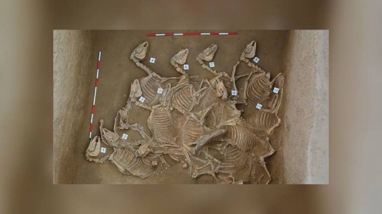Жертвенные ямы со 120 скелетами лошадей нашли в городе бронзового века в Китае