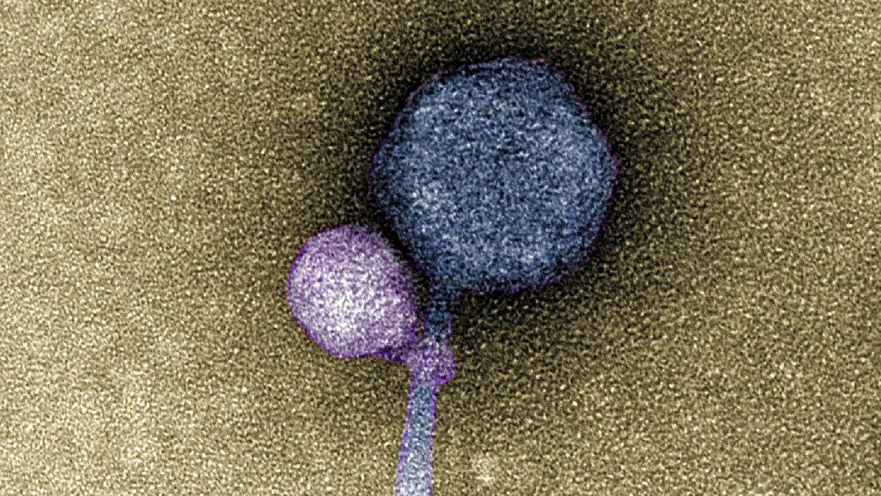 Ученые впервые наблюдали соединение двух разных вирусов для совместной атаки