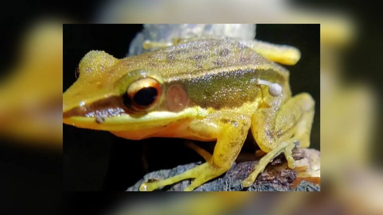 Здоровая лягушка с грибом на боку удивила ученых