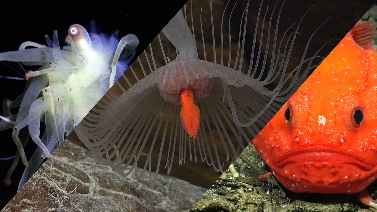 50 неизвестных науке существ нашли в Тихом океане