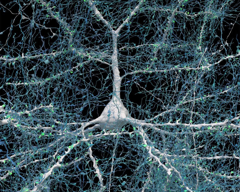 На снимке участка мозга в рекордных деталях нашли «нетрадиционные нейроны»