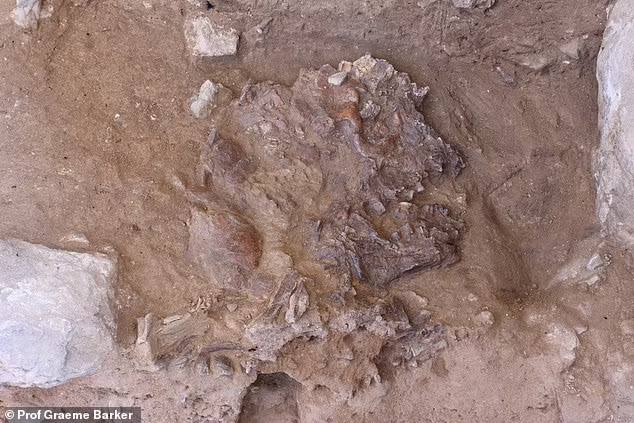 Ученые показали лицо женщины, которая жила 75 000 лет назад