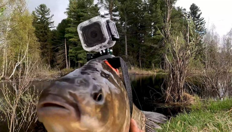 Рыбак прикрепил GoPro к карасю, чтобы найти щук: посмотрите, что у него вышло