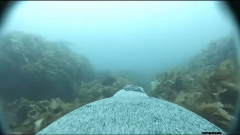 Морских львов превратили в операторов, чтобы составить карту морского дна