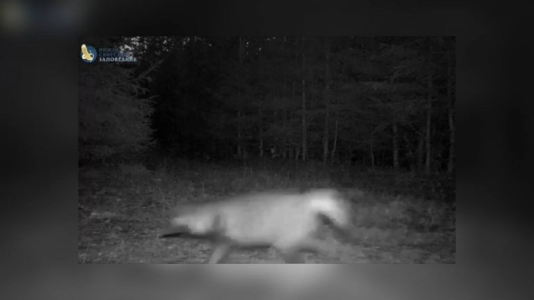 Зловещие кадры: дикая собака посмеялась в ночи и попала на видео