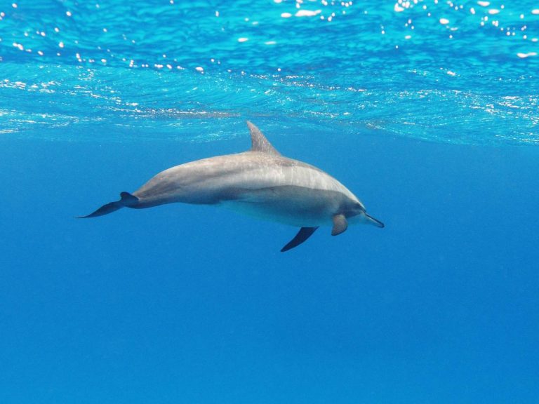 Одинокого дельфина нашли в Балтийском море: он «разговаривает» сам с собой