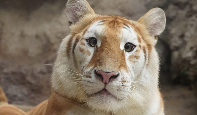 Посмотрите на редкую и популярную тигрицу из Таиланда: один ген сделал ее звездой