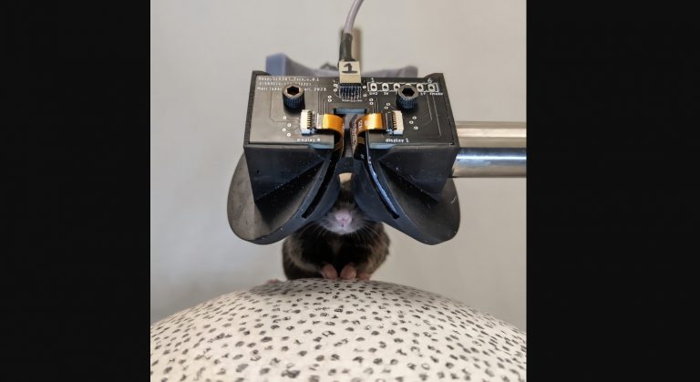 Для мышей разработали VR-очки: они помогут исследовать мозг грызунов