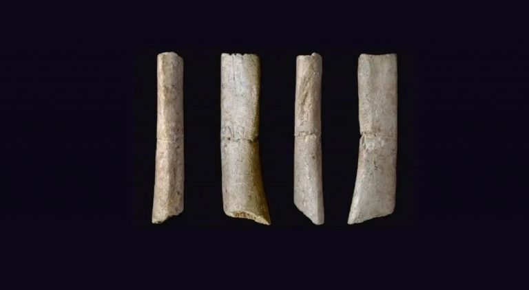 20 000-летние «человеческие» останки из Японии оказались костями медведя