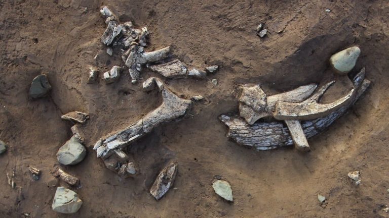 Возраст стоянки древних людей в Красноярске увеличили на 10 000 лет