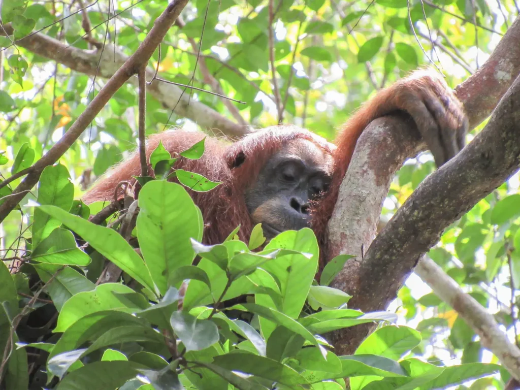 Researchers studied the sleeping habits of 53 orangutans in Indonesia over a period of 14 years.