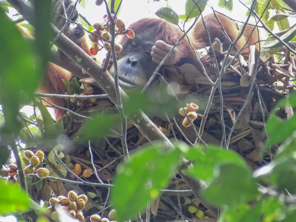 Orangutans extend their naps by 5 to 10 minutes for every hour less sleep the night before