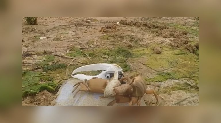 Робот-краб помахал клешней другим крабом: посмотрите, чем это кончилось