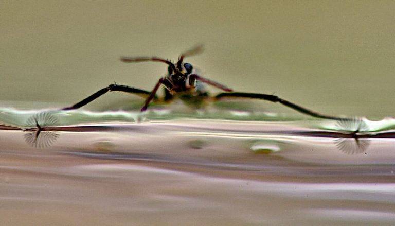 Посмотрите на робота, который скользит по воде как водомерка