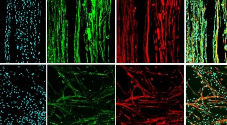 Мышечную ткань впервые напечатали без гравитации: почему это прорыв
