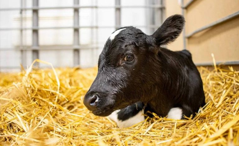 Клонированные телята родились на ферме в России 