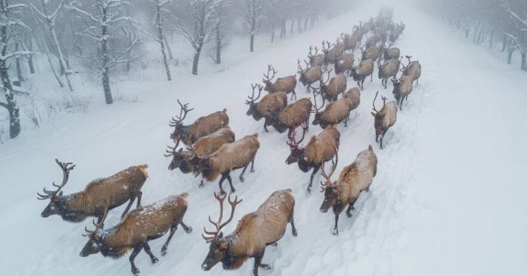 Посмотрите, сотни оленей перекрыли трассу на Камчатке