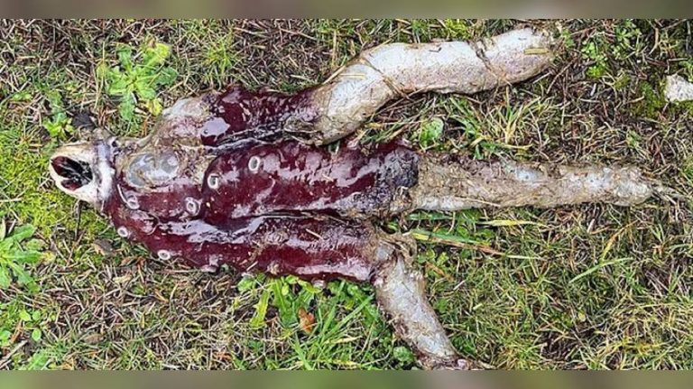 Похоже на монстра из «Очень странных дел»: странное существо нашли в Шотландии