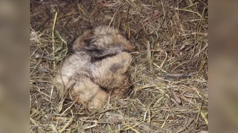 Сурок с фермы в Ленобласти впервые за 10 лет проспал День сурка: что это значит